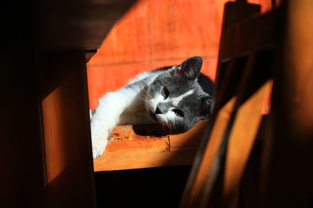 słodki pupil